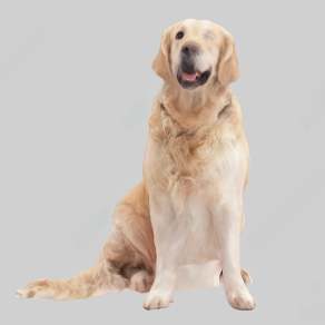 现代金毛3D模型下载